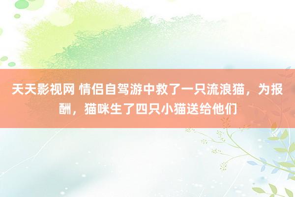 天天影视网 情侣自驾游中救了一只流浪猫，为报酬，猫咪生了四只小猫送给他们